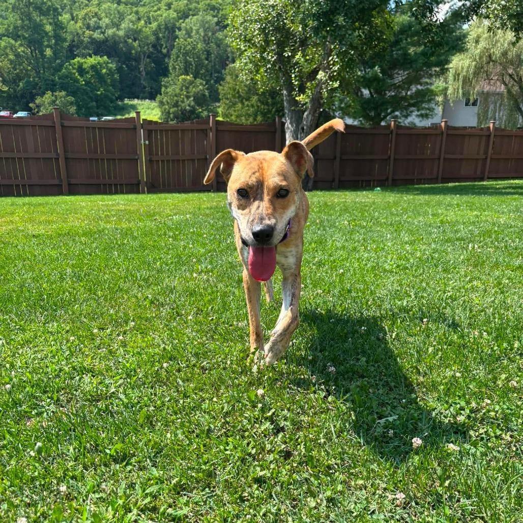 Ricotta, a Adoptable mixed breed in Tomah, WI image 2/6