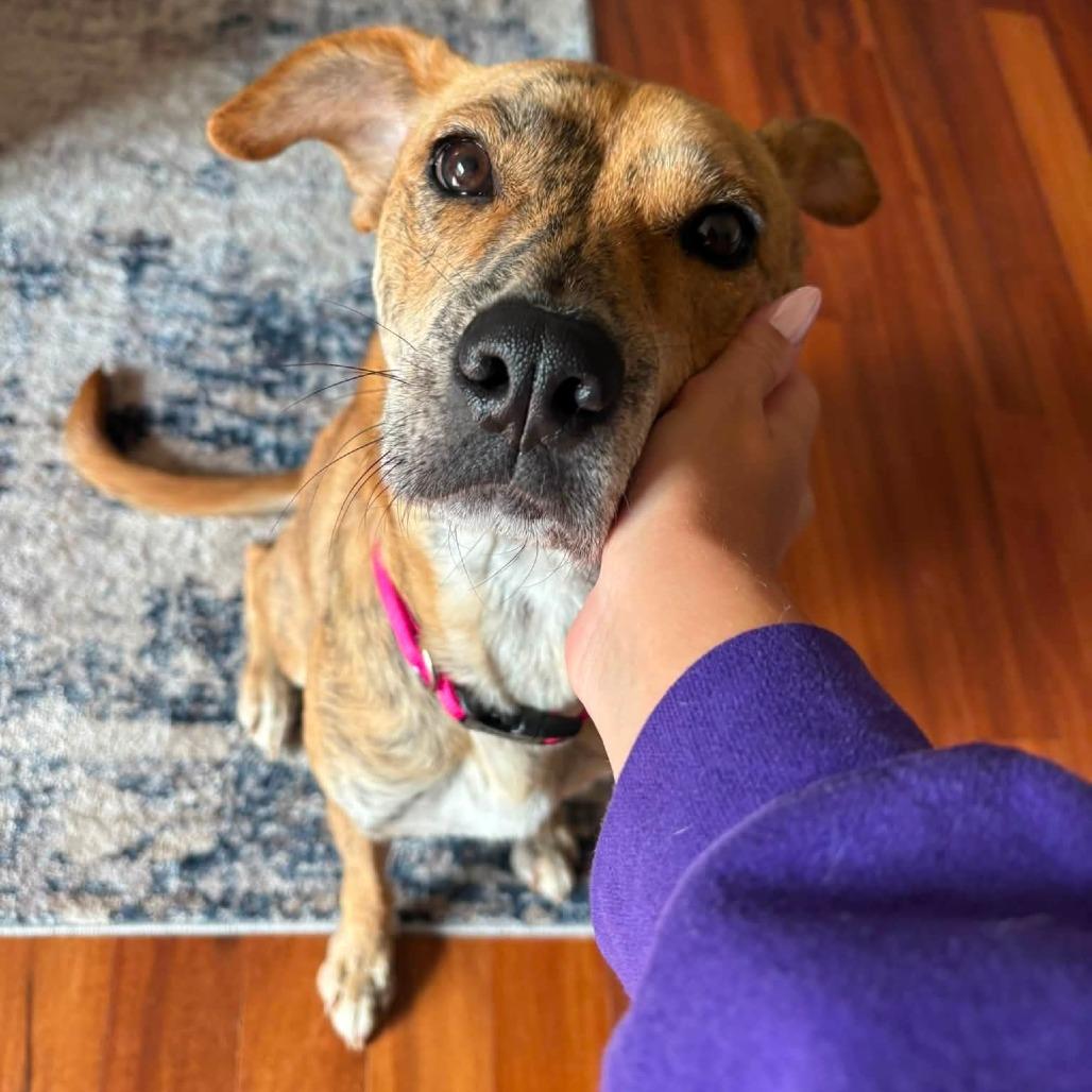 Ricotta, a Adoptable mixed breed in Tomah, WI image 3/6