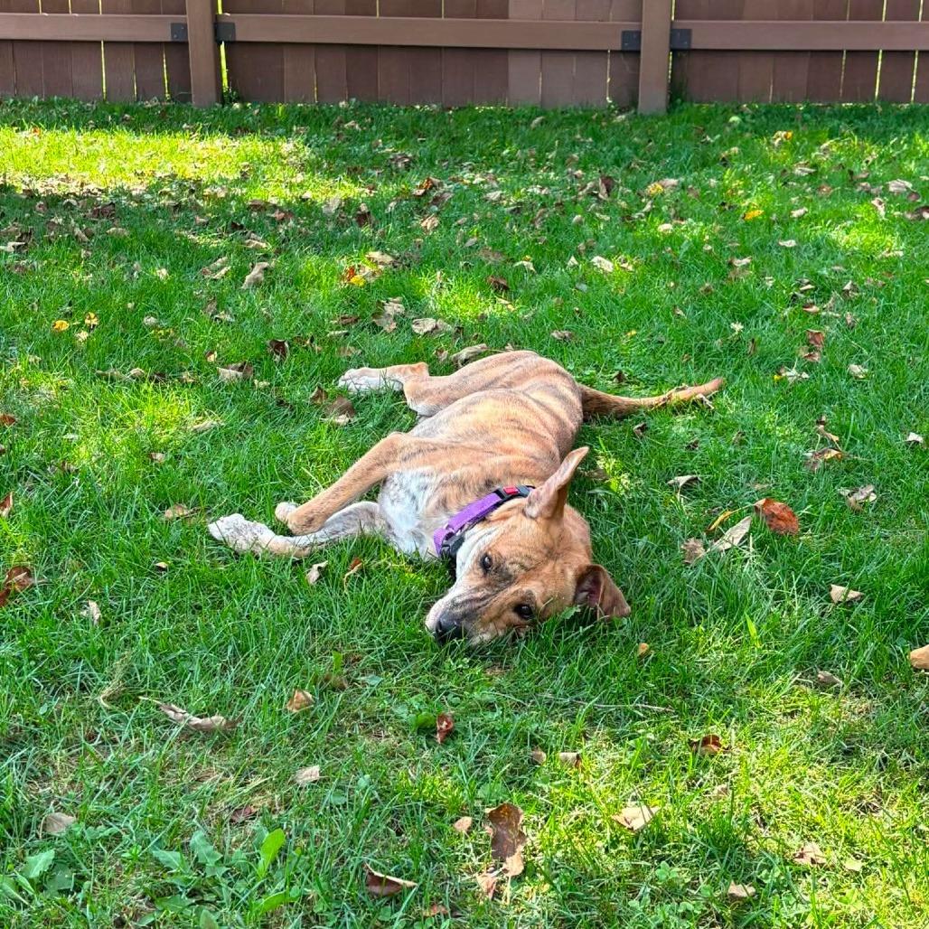 Ricotta, a Adoptable mixed breed in Tomah, WI image 4/6