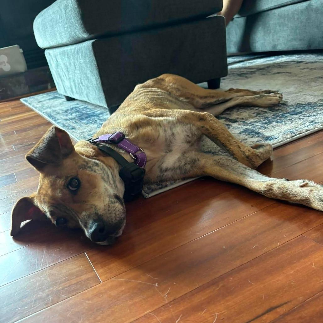 Ricotta, a Adoptable mixed breed in Tomah, WI image 5/6