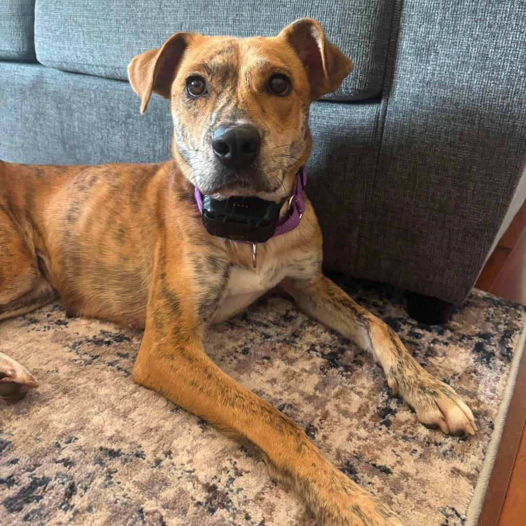 Ricotta, a Adoptable mixed breed in Tomah, WI image 6/6