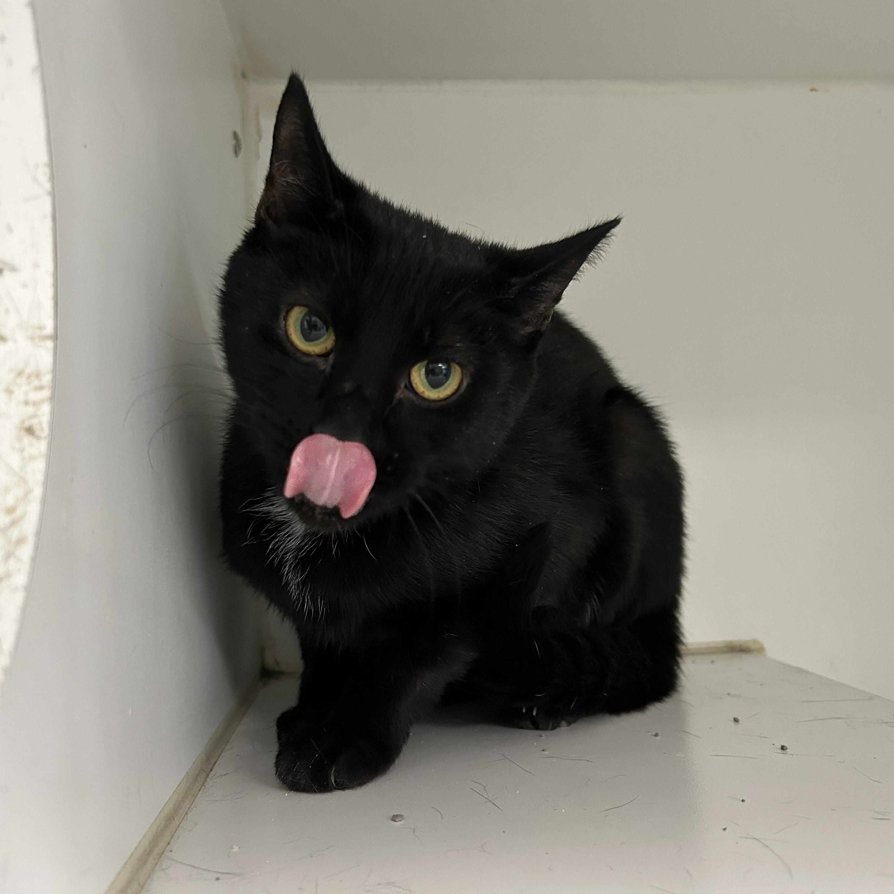 Winslow, Adoptable, Adult Female Domestic Short Hair.