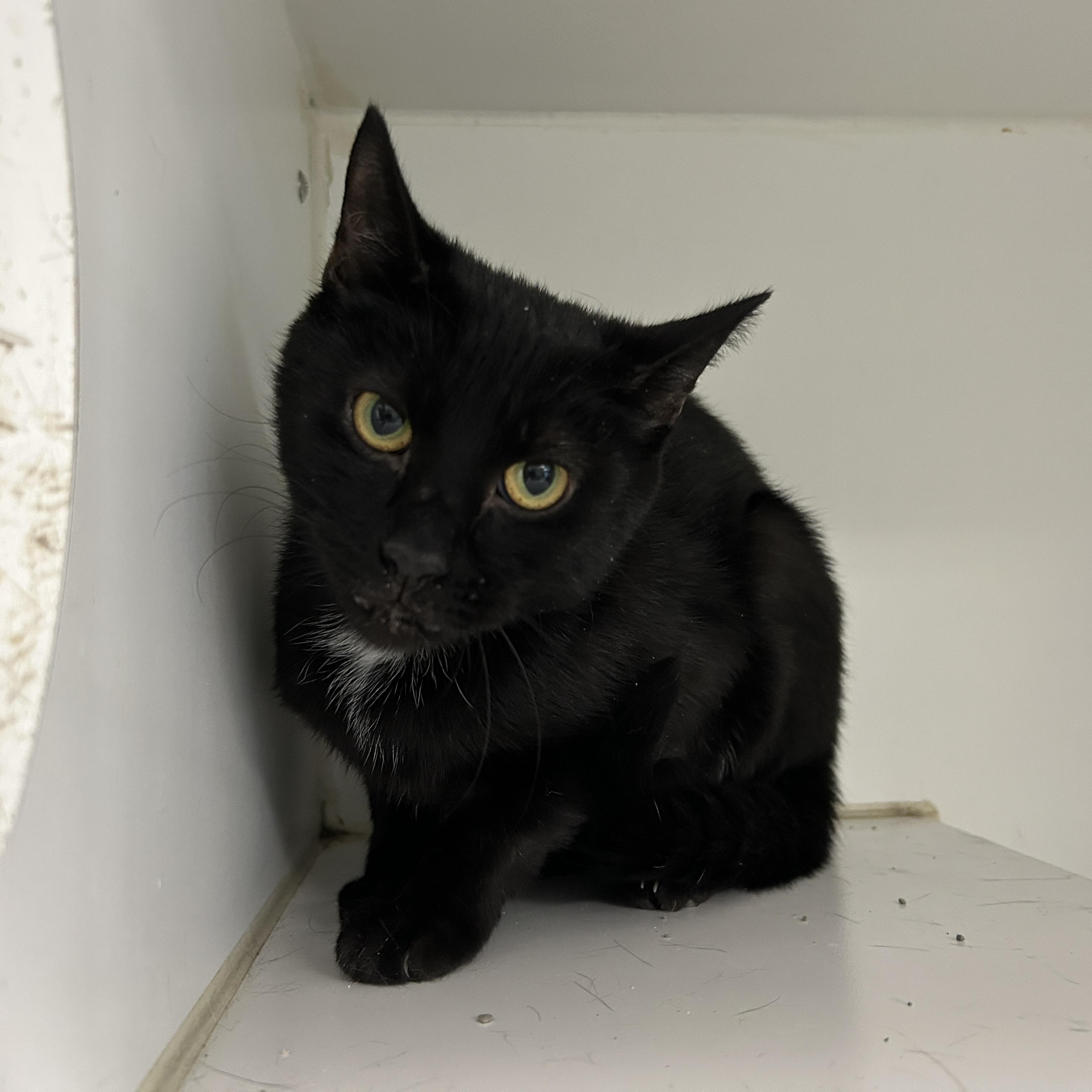 Winslow, a Adoptable Domestic Short Hair in La Grange Park, IL image 4/4