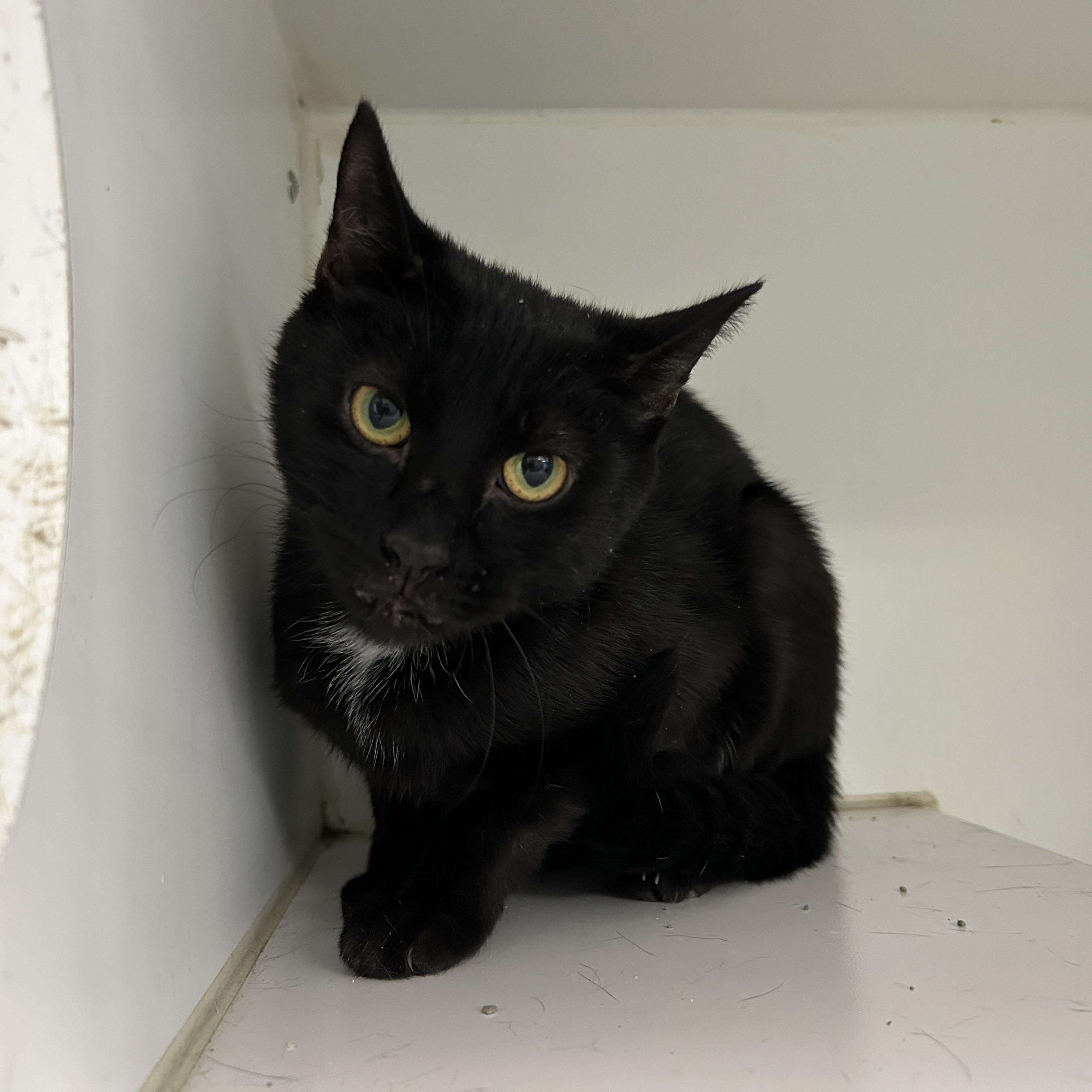 Winslow, a Adoptable Domestic Short Hair in La Grange Park, IL image 2/4