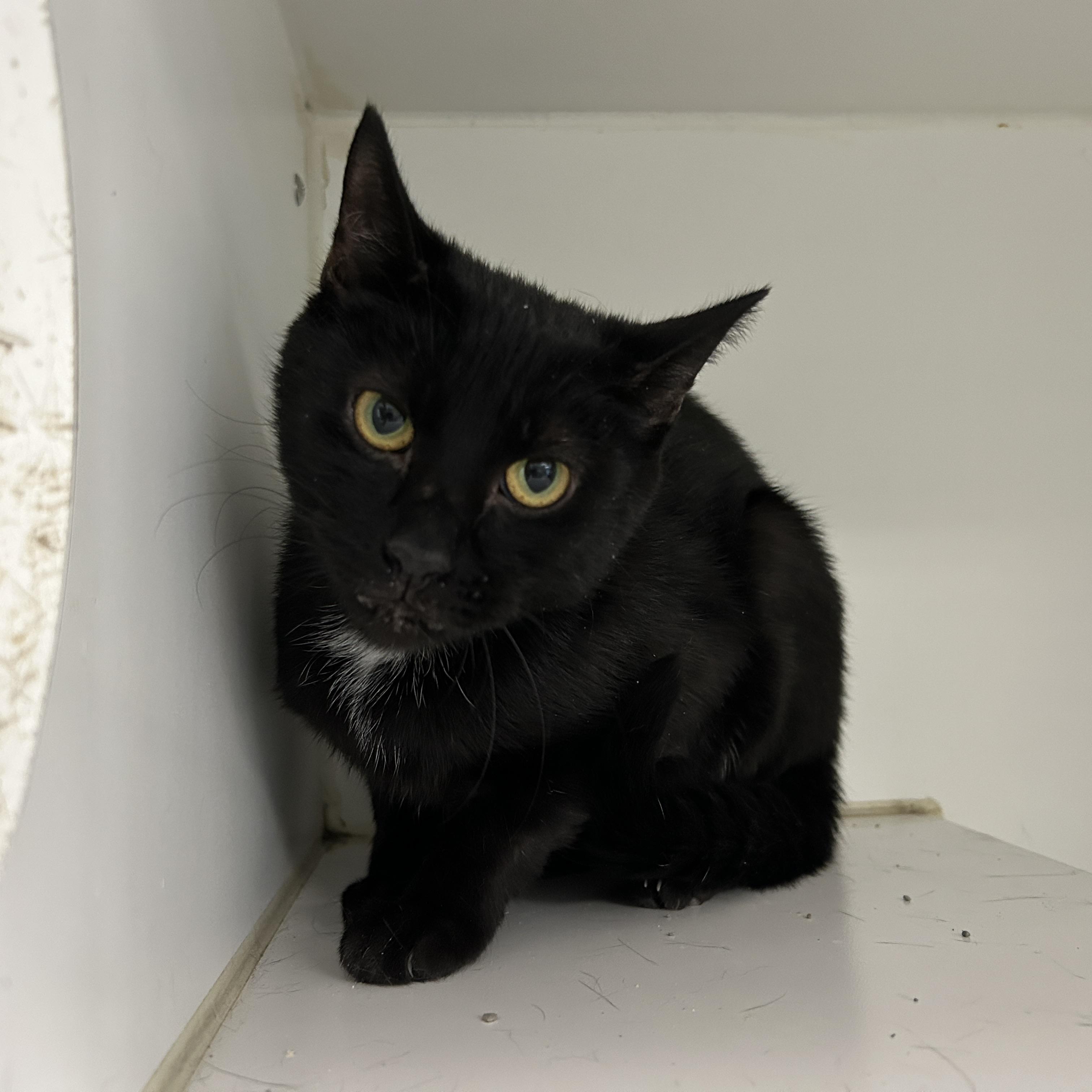 Winslow, a Adoptable Domestic Short Hair in La Grange Park, IL image 3/4