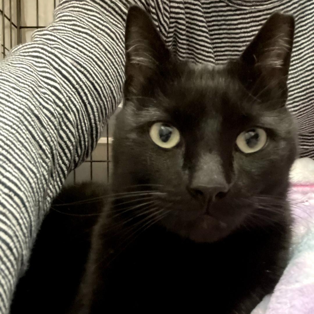 Enlarge Sonar, an adopted Bombay in Maple Shade, NJ image 4/6