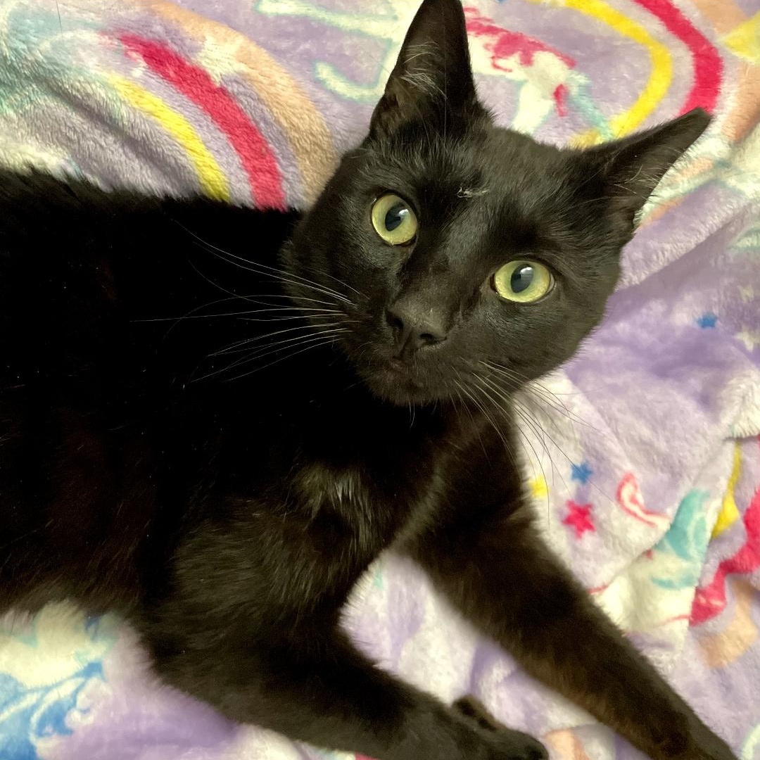 Enlarge Sonar, an adopted Bombay in Maple Shade, NJ image 2/6
