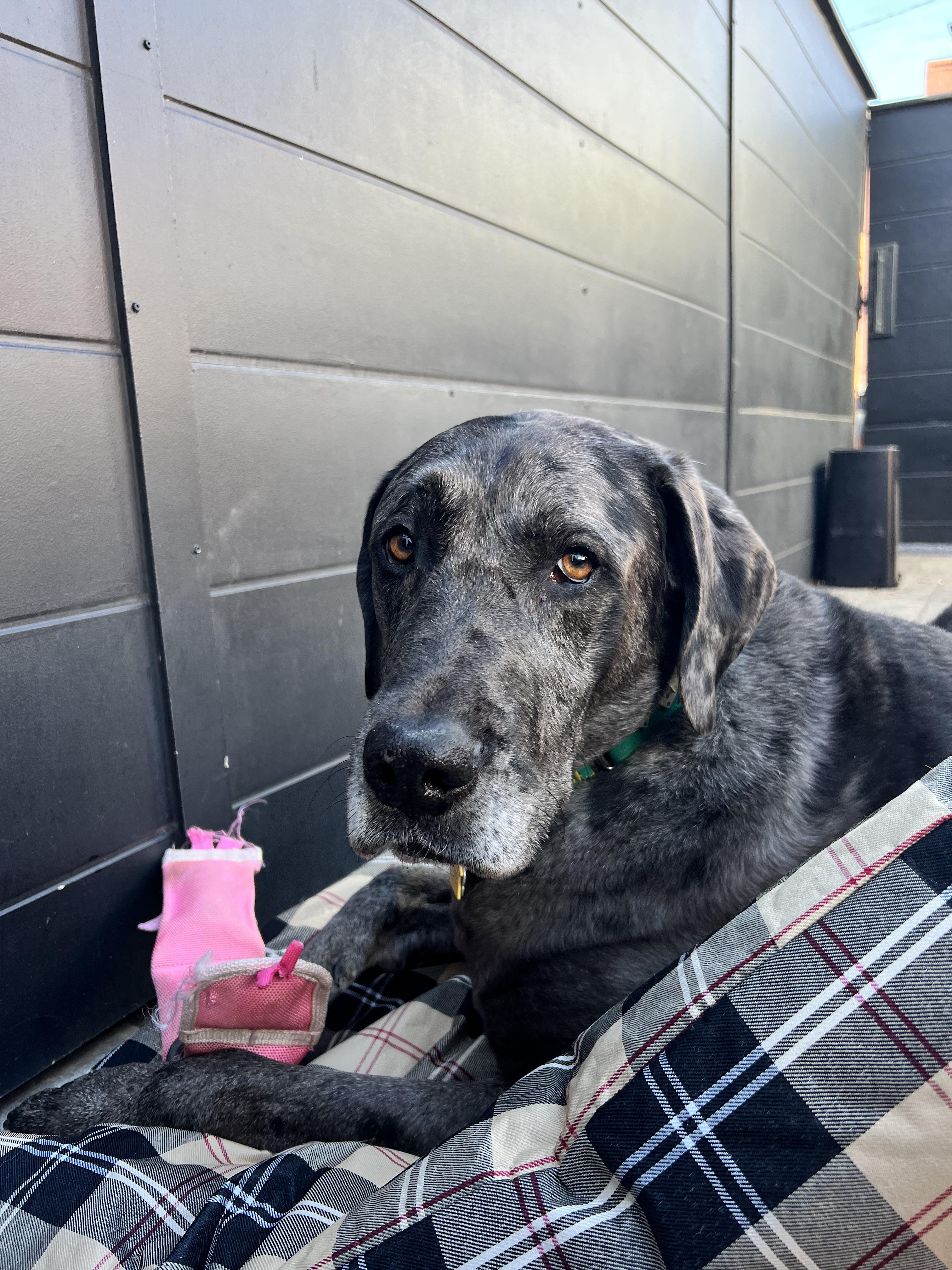 Gunther, Adoptable, Adult Male Great Dane & Mixed Breed.