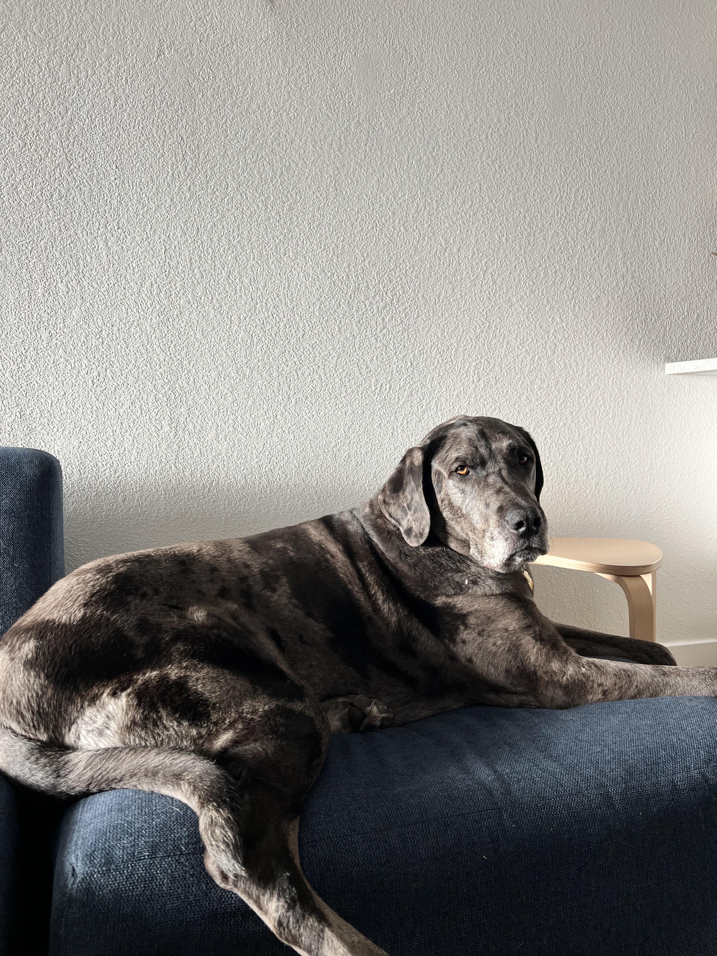 Enlarge Gunther, a Adoptable mixed breed in Windsor, CO image 2/6