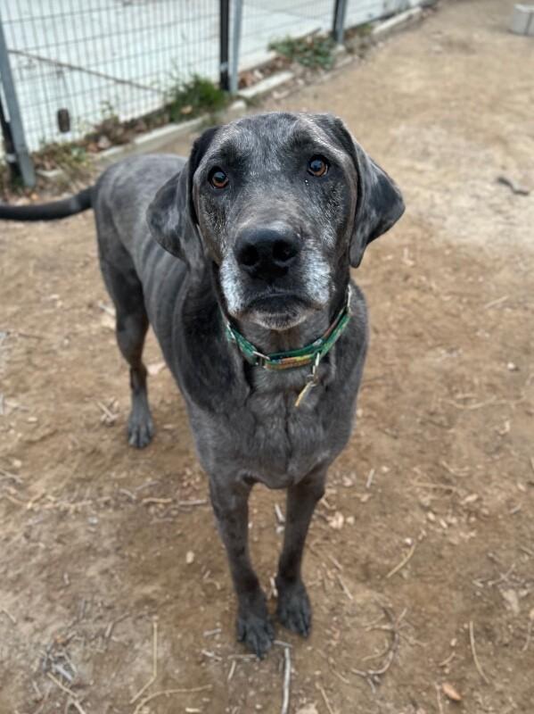 Enlarge Gunther, a Adoptable mixed breed in Windsor, CO image 2/6