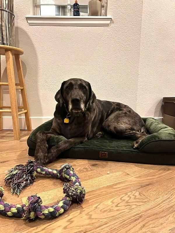 Enlarge Gunther, a Adoptable mixed breed in Windsor, CO image 3/6