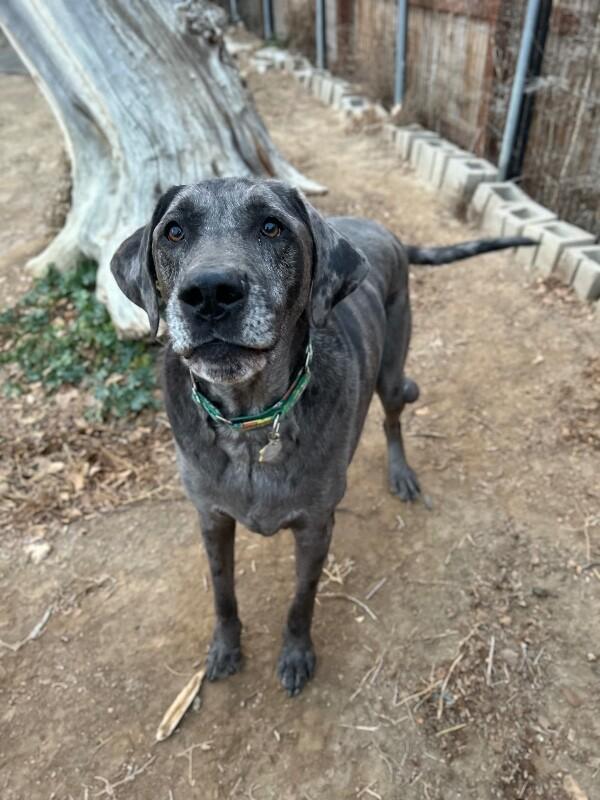 Enlarge Gunther, a Adoptable mixed breed in Windsor, CO image 4/6