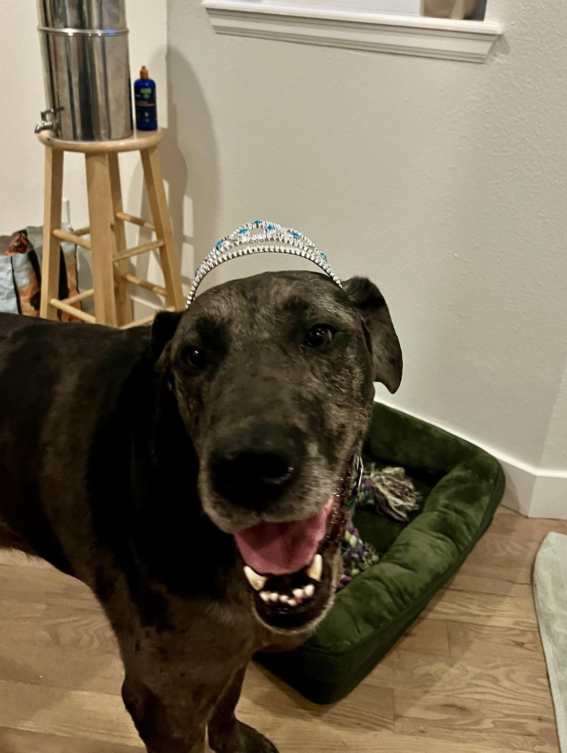 Enlarge Gunther, a Adoptable mixed breed in Windsor, CO image 5/6