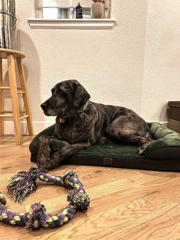 Enlarge Gunther, a Adoptable mixed breed in Windsor, CO image 5/6