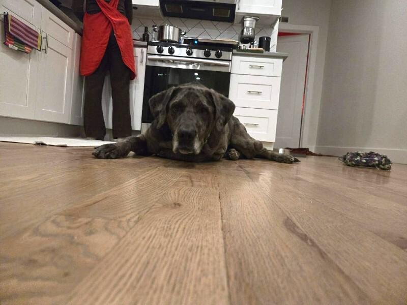 Enlarge Gunther, a Adoptable mixed breed in Windsor, CO image 6/6