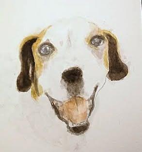 Gregarious Mr Georgio ~ Bodacious Beagle Boy !, a Adoptable Beagle in Albuquerque, NM image 3/5
