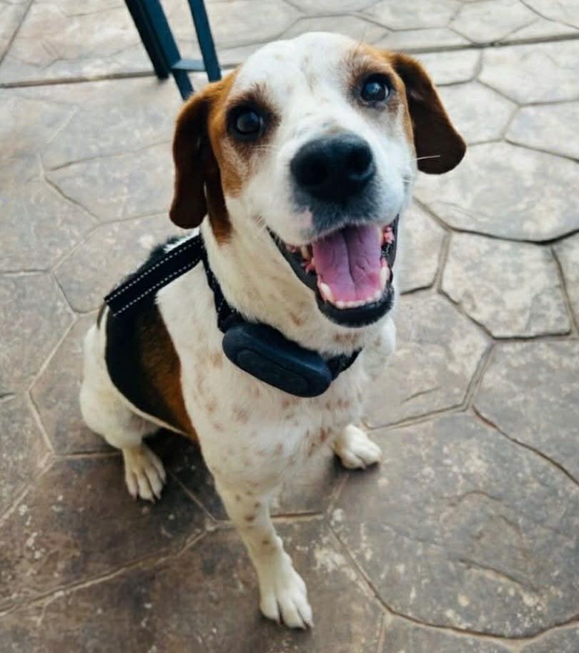 Gregarious Mr Georgio ~ Bodacious Beagle Boy !, Adoptable, Young Male Beagle.