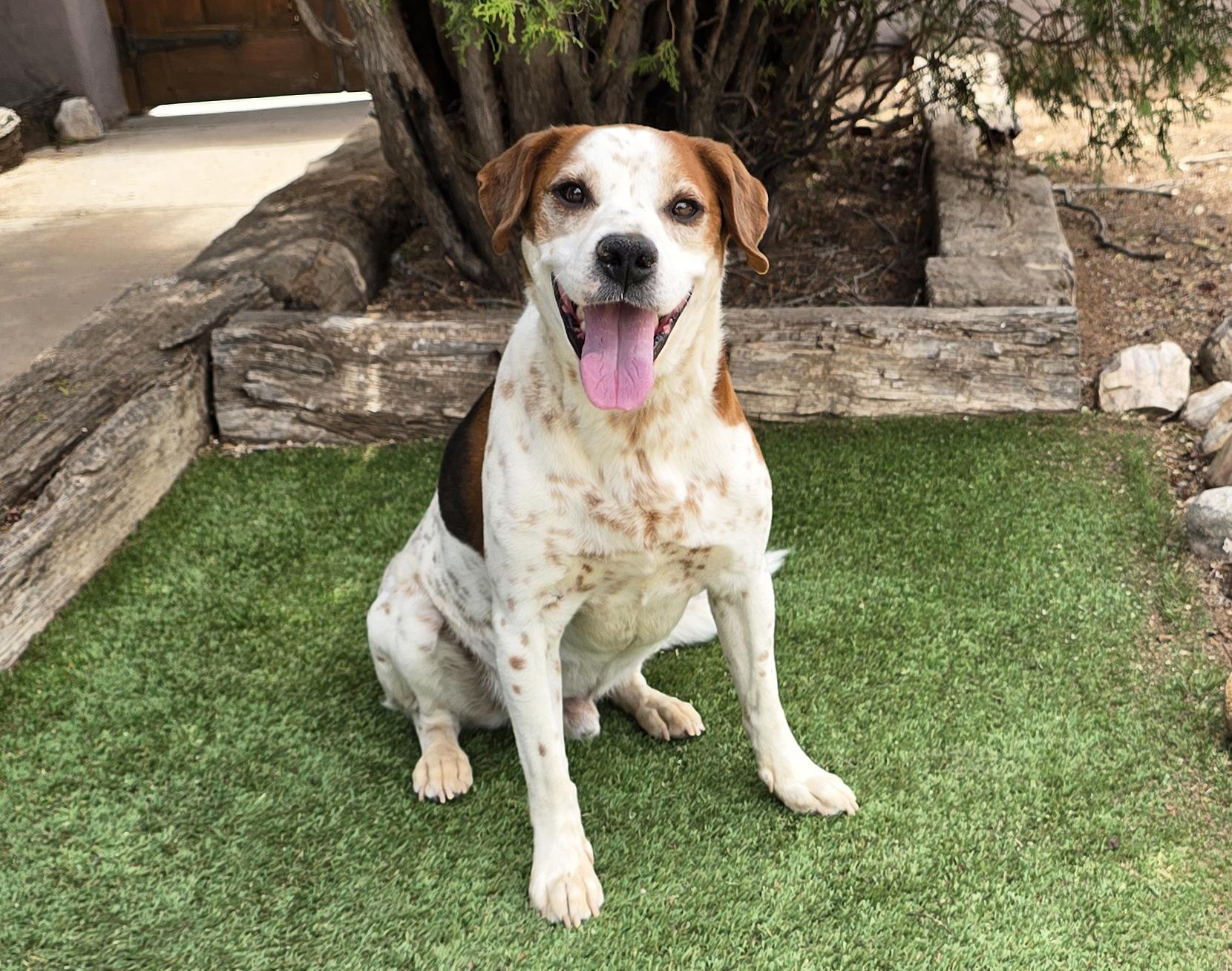 Gregarious Mr Georgio ~ Bodacious Beagle Boy !, a Adoptable Beagle in Albuquerque, NM image 2/5