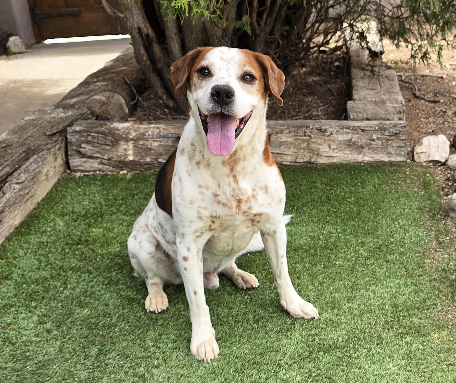 Gregarious Mr Georgio ~ Bodacious Beagle Boy !, a Adoptable Beagle in Albuquerque, NM image 5/5