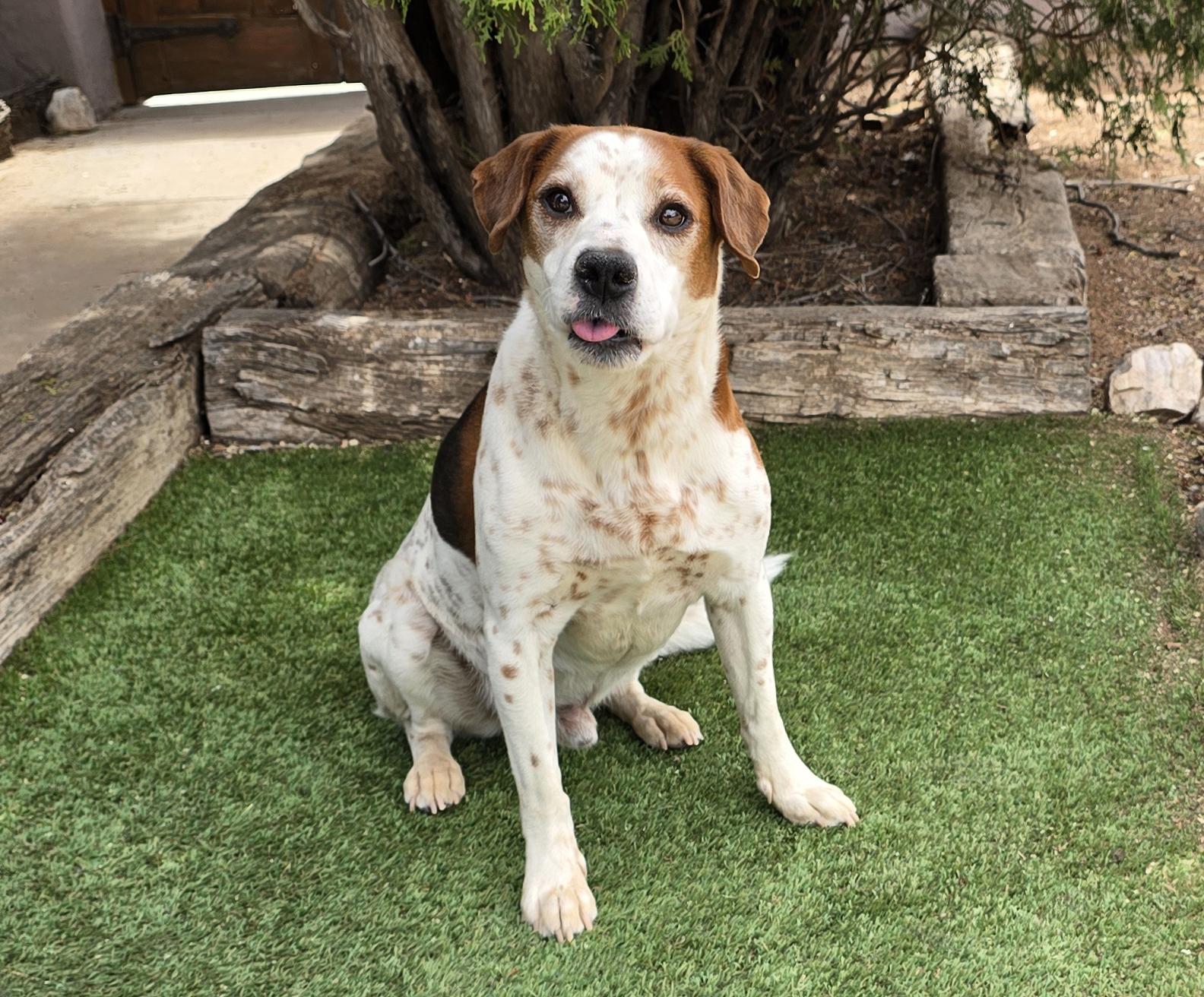Gregarious Mr Georgio ~ Bodacious Beagle Boy !, a Adoptable Beagle in Albuquerque, NM image 4/5