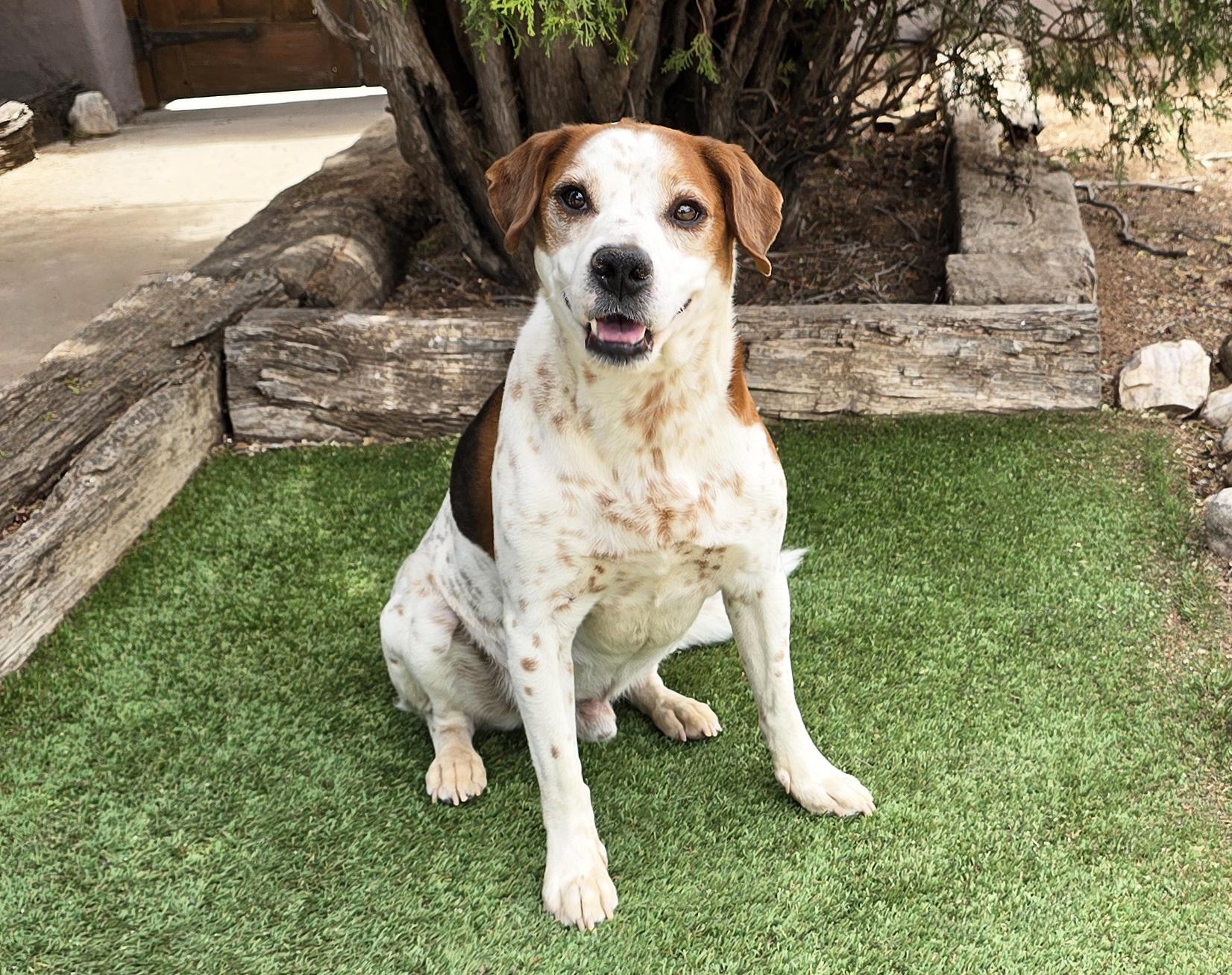 Gregarious Mr Georgio ~ Bodacious Beagle Boy !, Adoptable, Young Male Beagle.