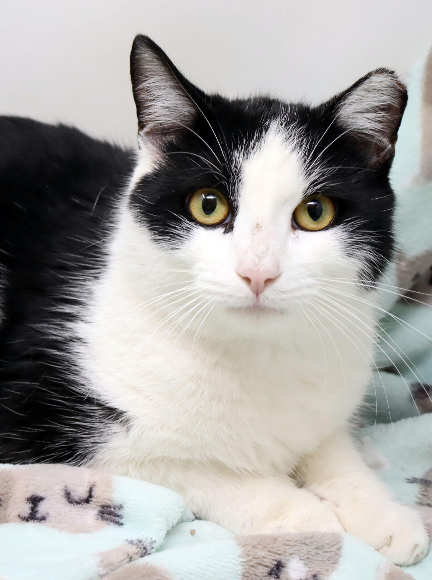 Moonshine, ADOPTABLE, Adult Male Domestic Short Hair.