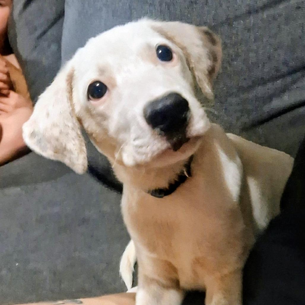 Donkey, Adopted, Puppy Male Terrier.