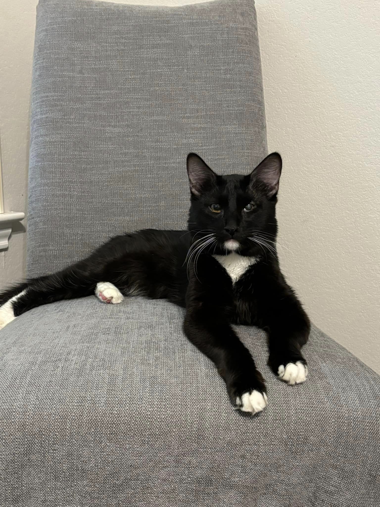 Blink, an adoptable Domestic Medium Hair in Midland, TX image 1/5