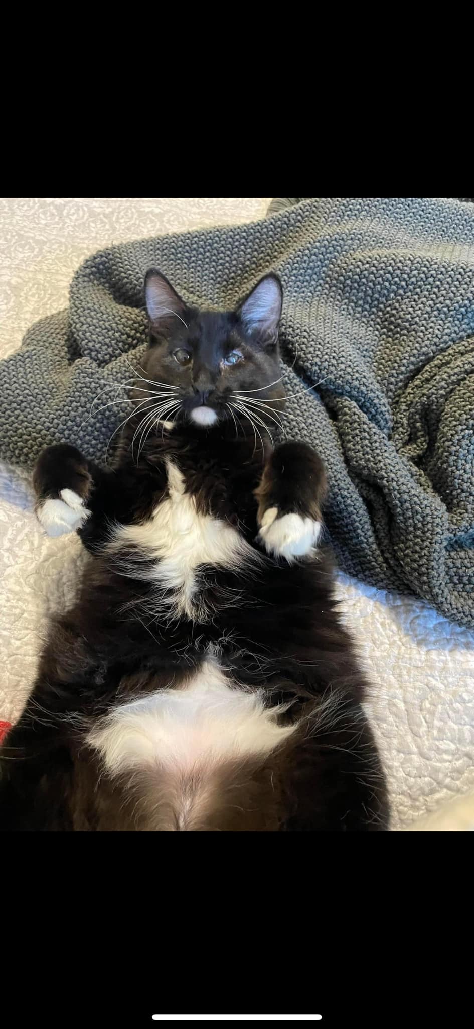 Blink, an adoptable Domestic Medium Hair in Midland, TX image 2/5