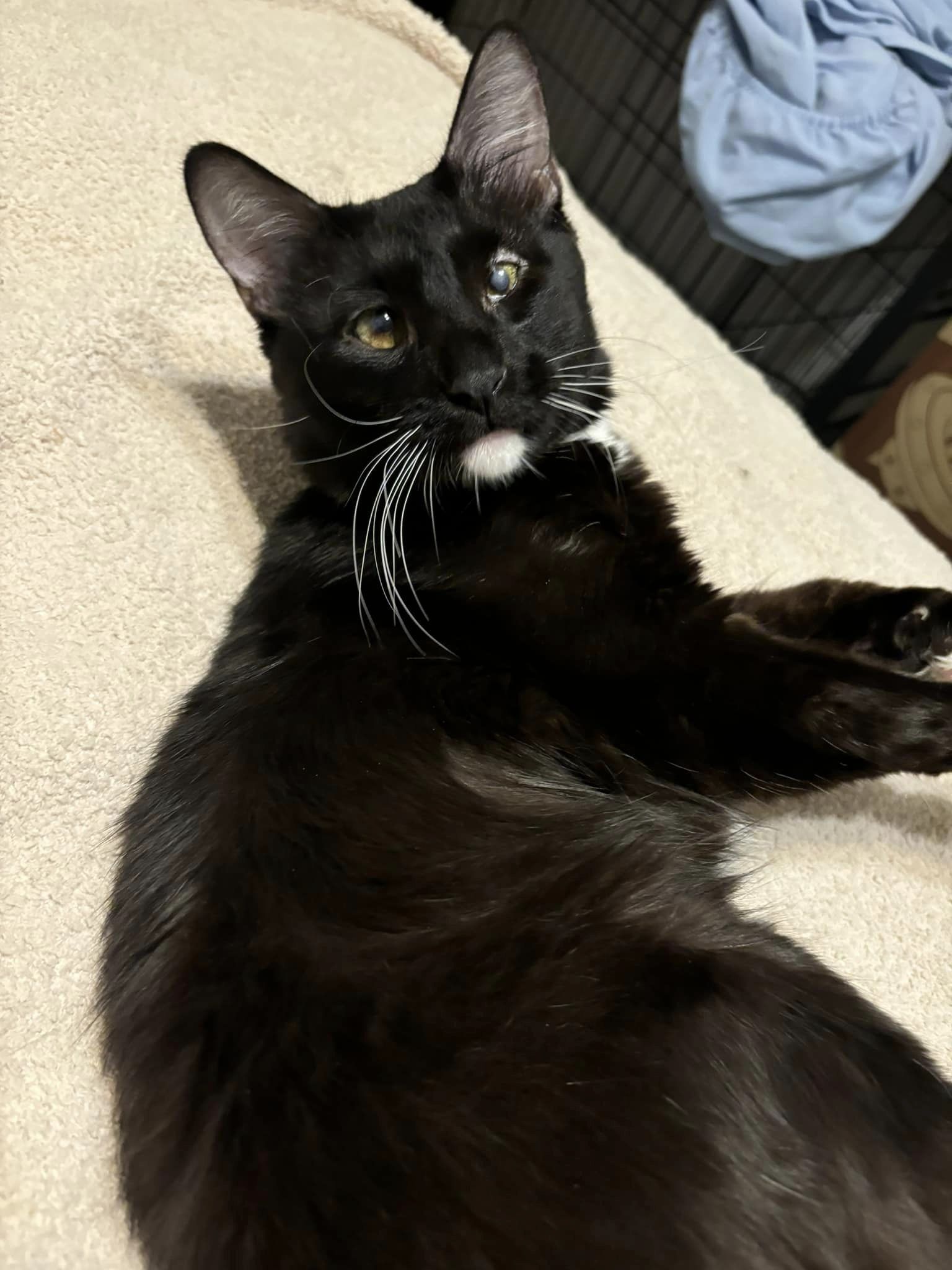 Blink, an adoptable Domestic Medium Hair in Midland, TX image 3/5