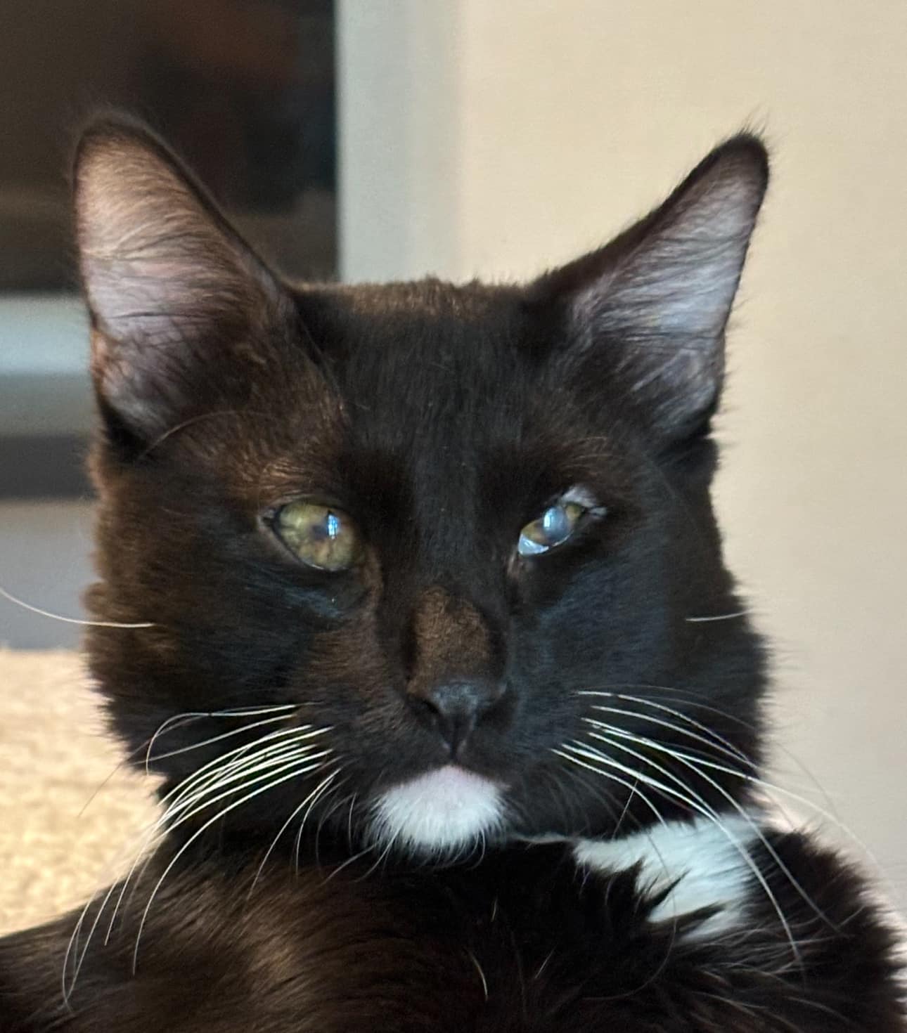 Blink, an adoptable Domestic Medium Hair in Midland, TX image 4/5