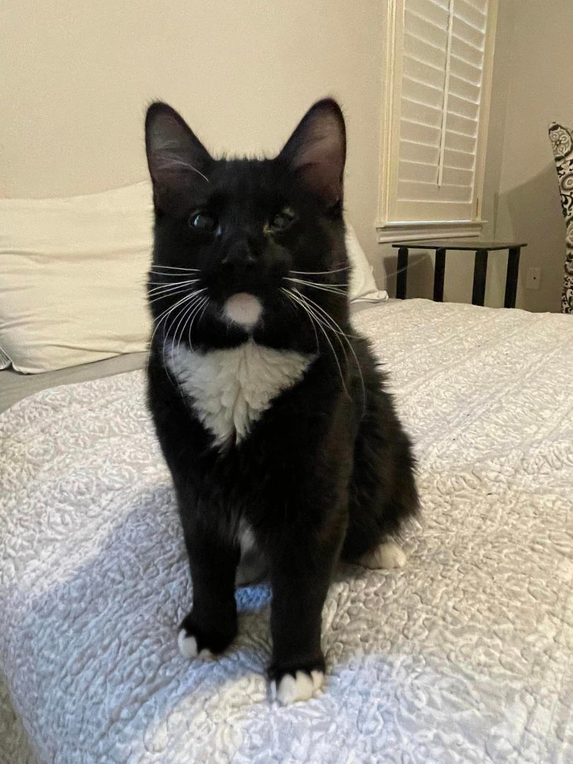 Blink, an adoptable Domestic Medium Hair in Midland, TX image 5/5