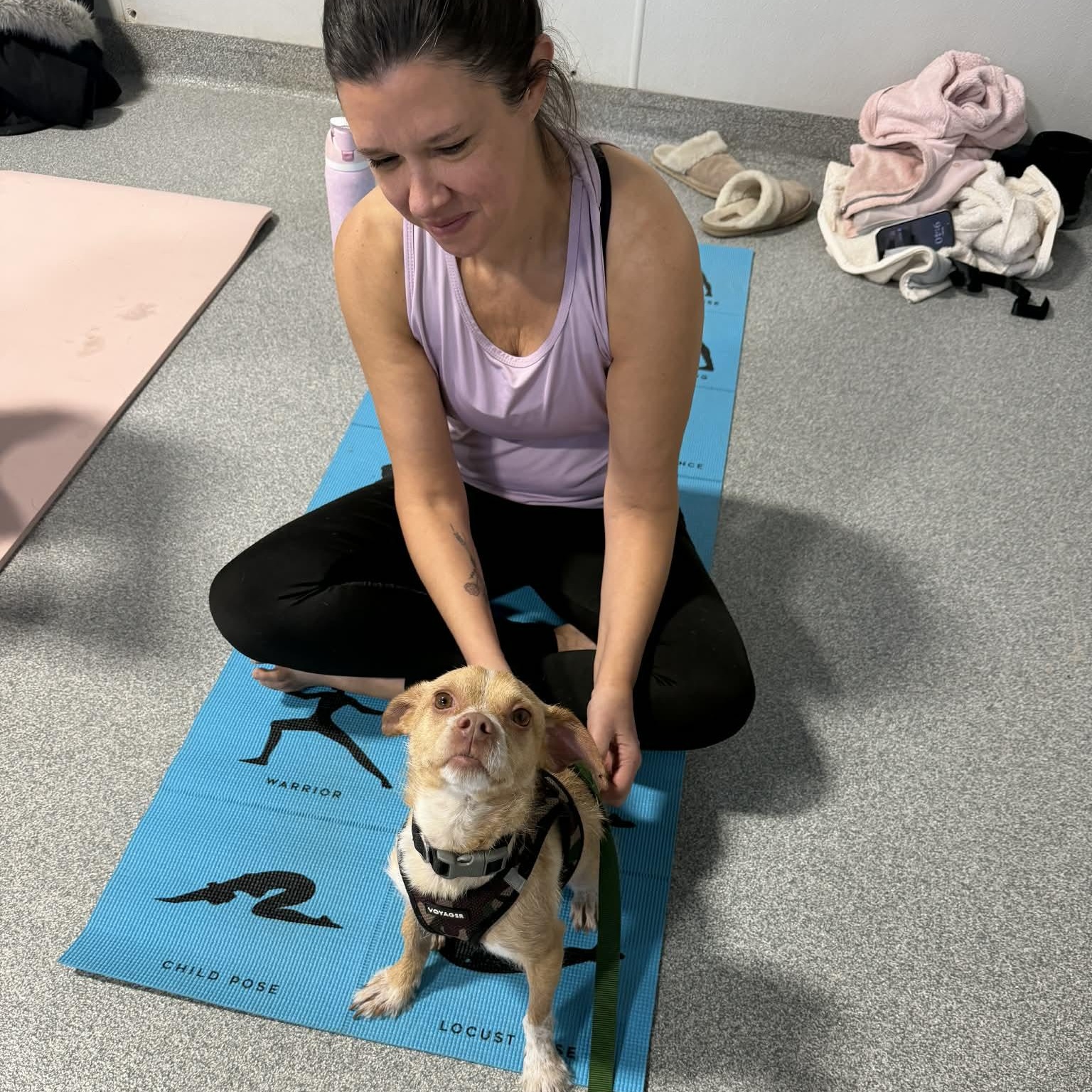 Enlarge Max, a ADOPTABLE Chihuahua in Plainfield, IL image 2/2