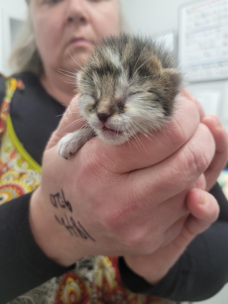 Kix, Adoptable, Kitten Male Domestic Short Hair.