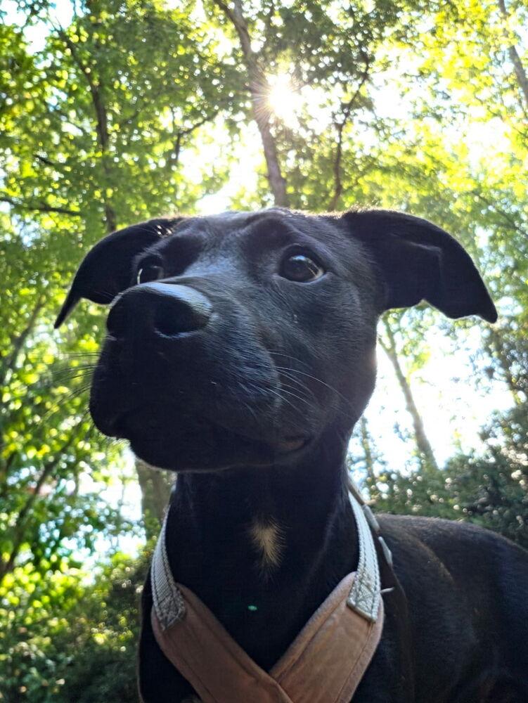 Franklin, Adoptable, Puppy Male Terrier.