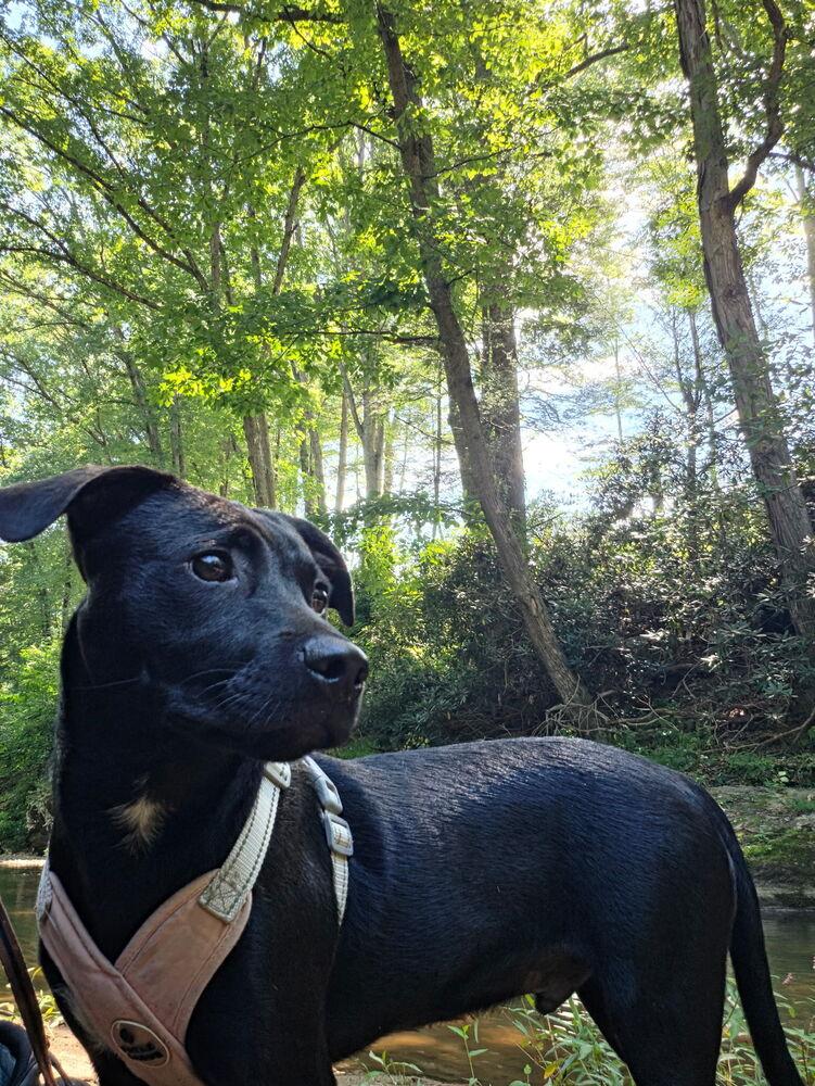 Enlarge Franklin, a Adoptable Terrier in Candler, NC image 2/3