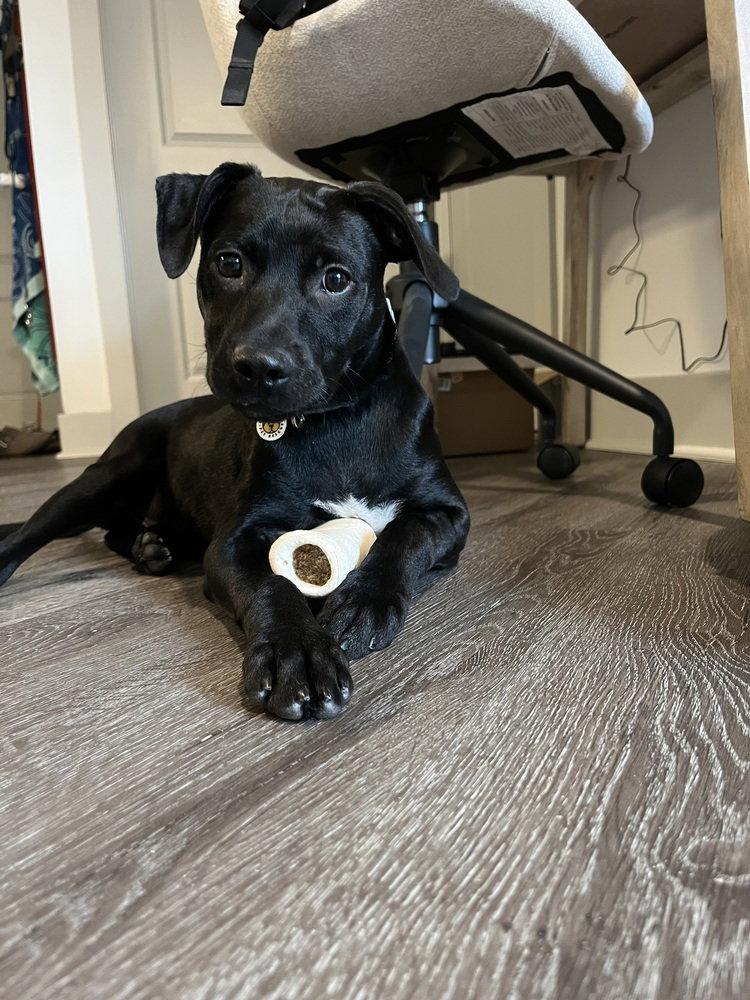 Enlarge Franklin, a Adoptable Terrier in Candler, NC image 3/3