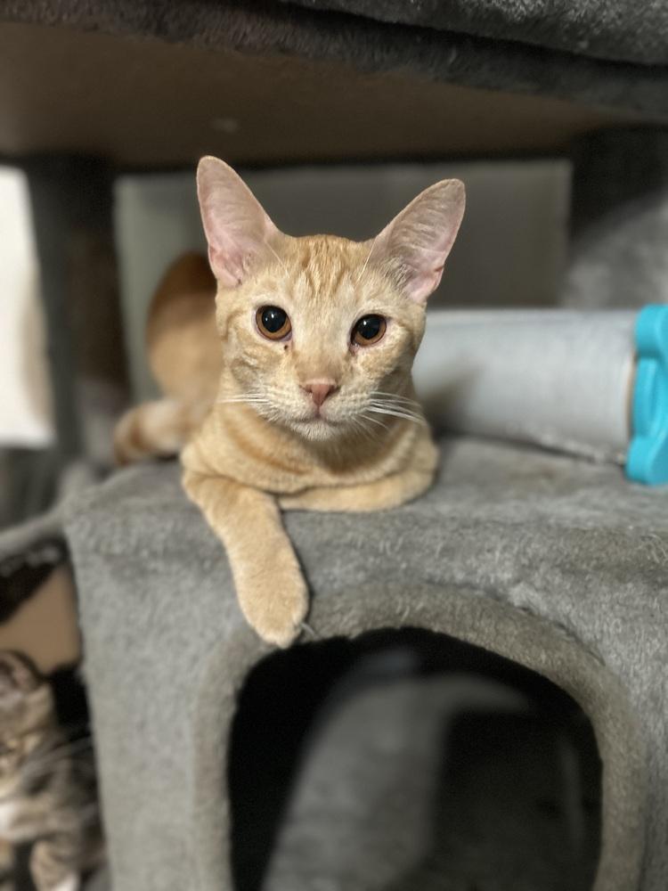 Enlarge Sweetheart, a Adoptable Domestic Short Hair in Fern Park, FL image 1/5