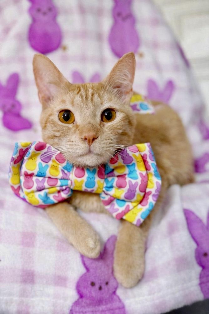 Sweetheart, Adoptable, Young Male Domestic Short Hair.