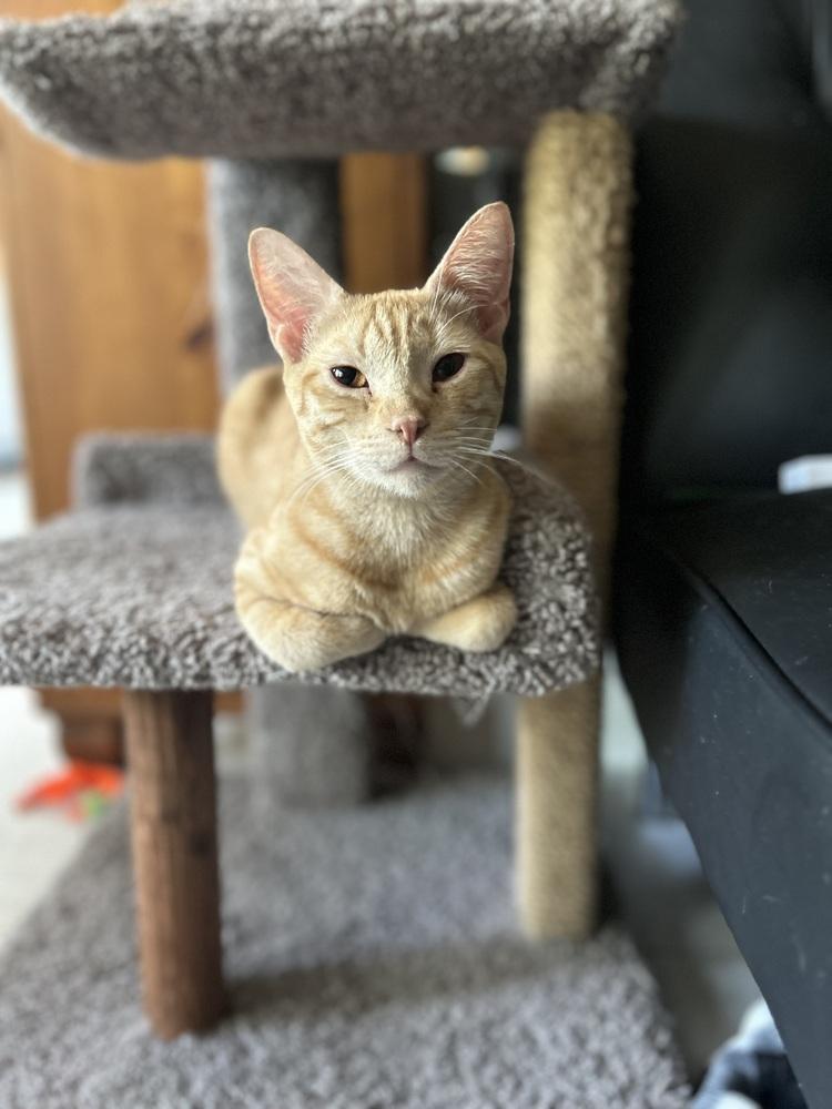 Enlarge Sweetheart, a Adoptable Domestic Short Hair in Fern Park, FL image 2/5