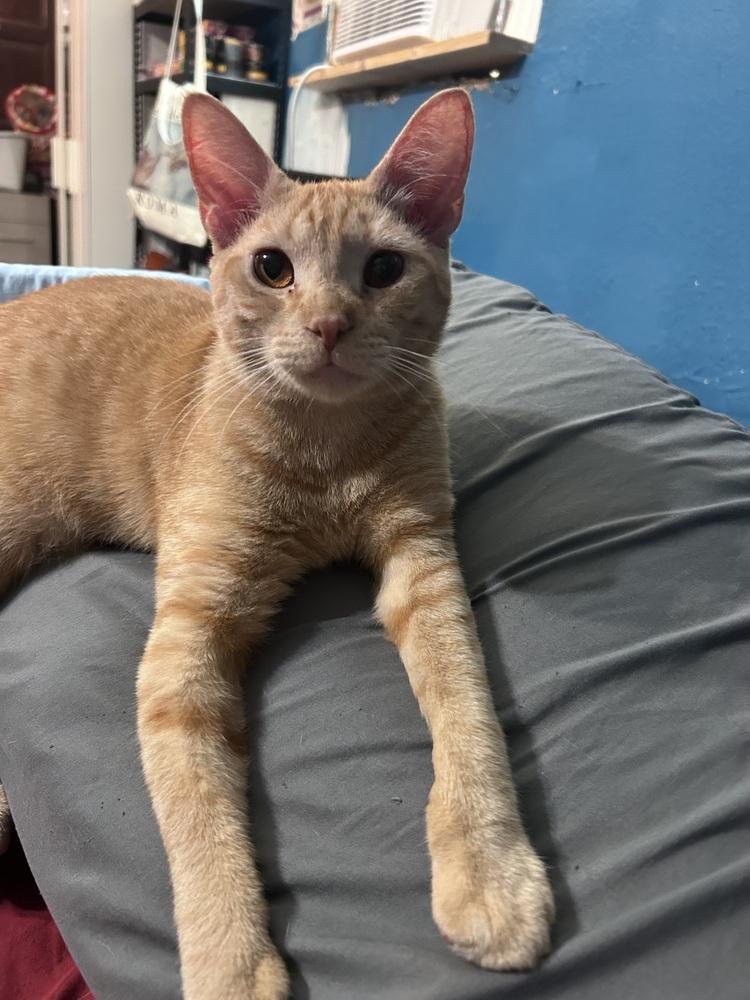 Enlarge Sweetheart, a Adoptable Domestic Short Hair in Fern Park, FL image 3/5