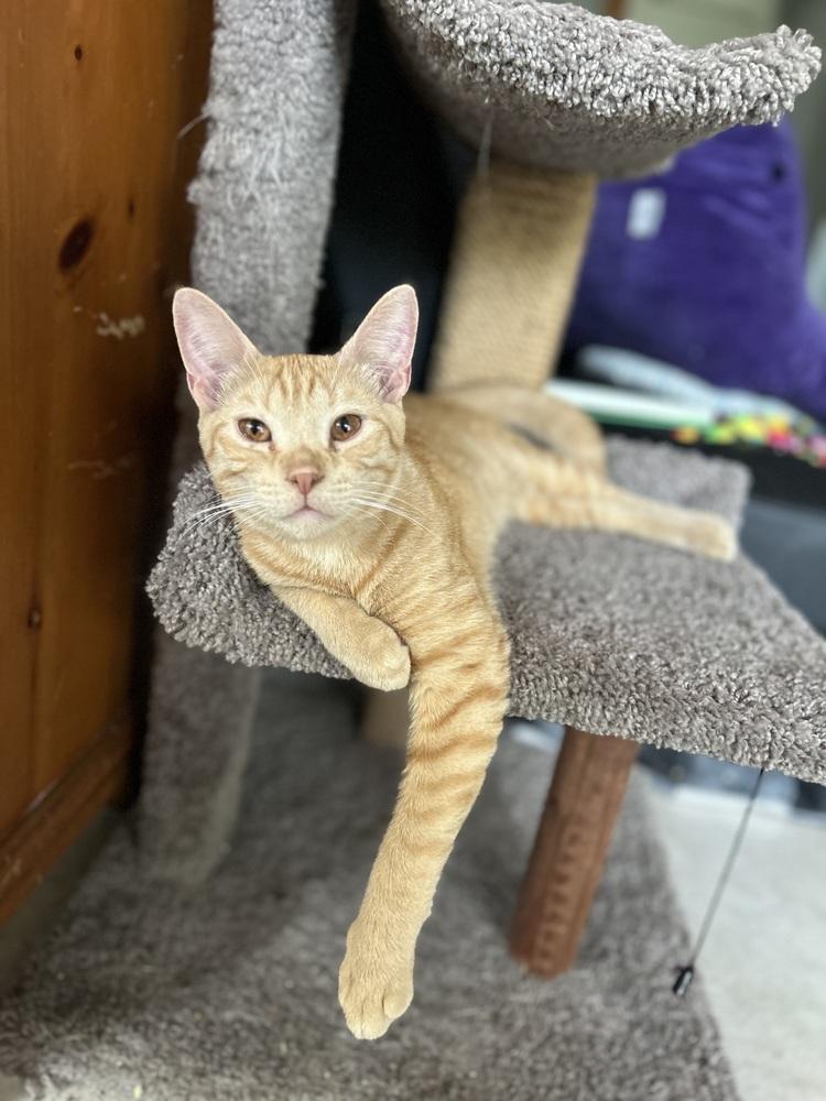 Sweetheart, Adoptable, Young Male Domestic Short Hair.