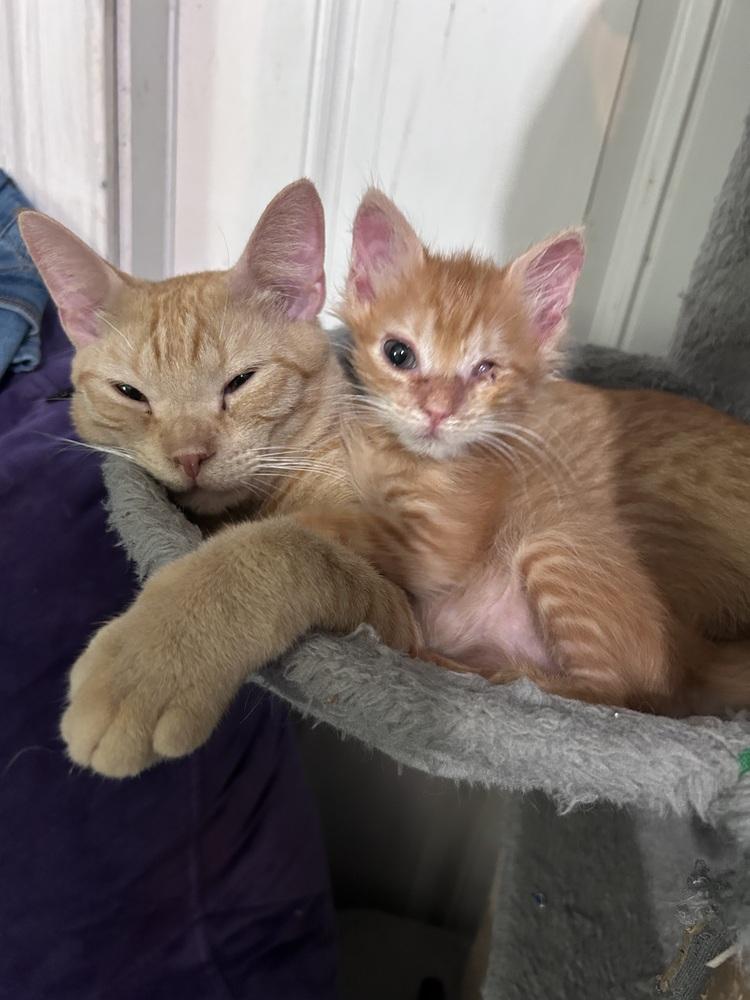 Enlarge Sweetheart, a Adoptable Domestic Short Hair in Fern Park, FL image 5/5