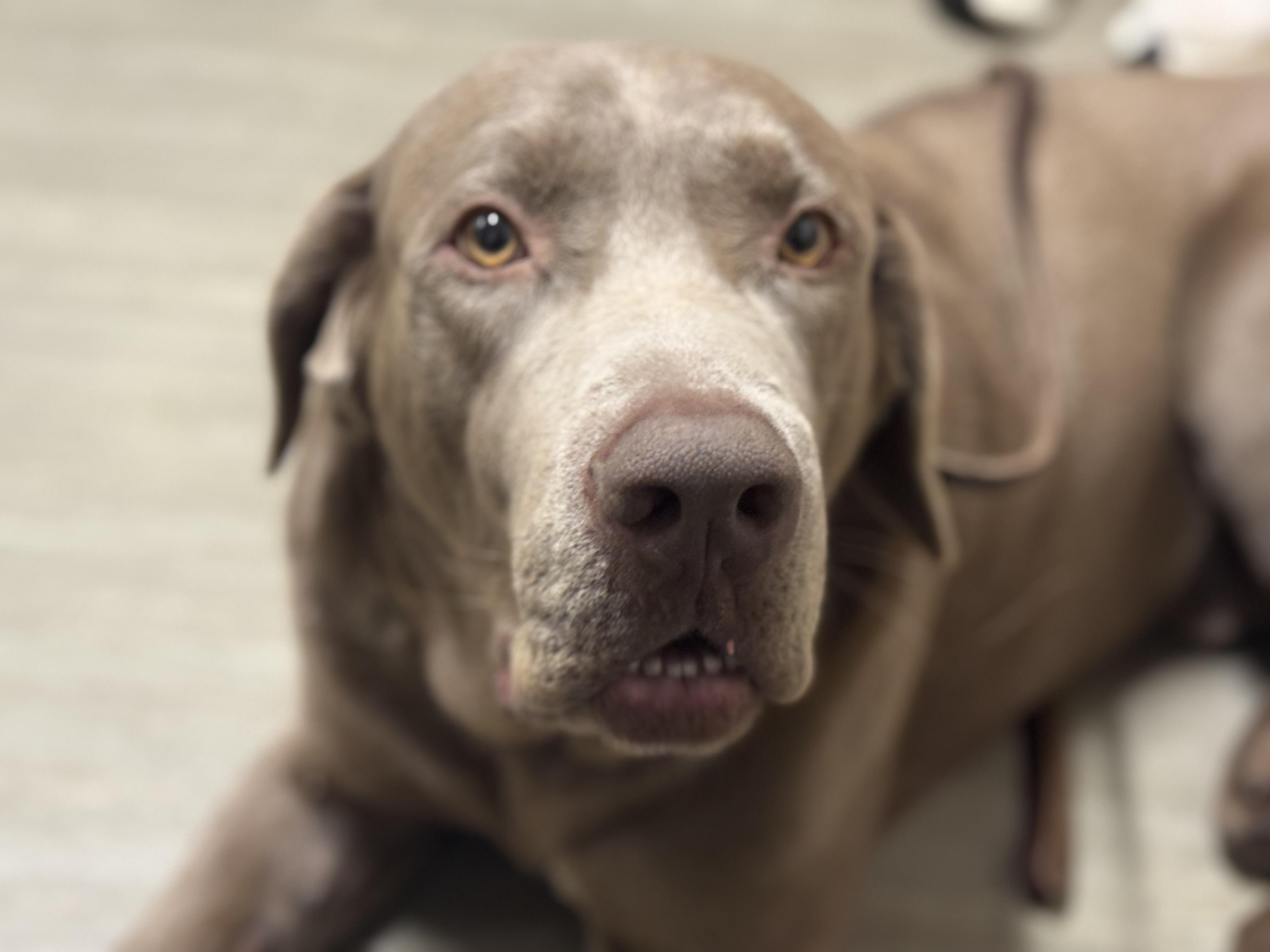 Roscoe , a ADOPTABLE Chocolate Labrador Retriever in Mendham, NJ image 1/5