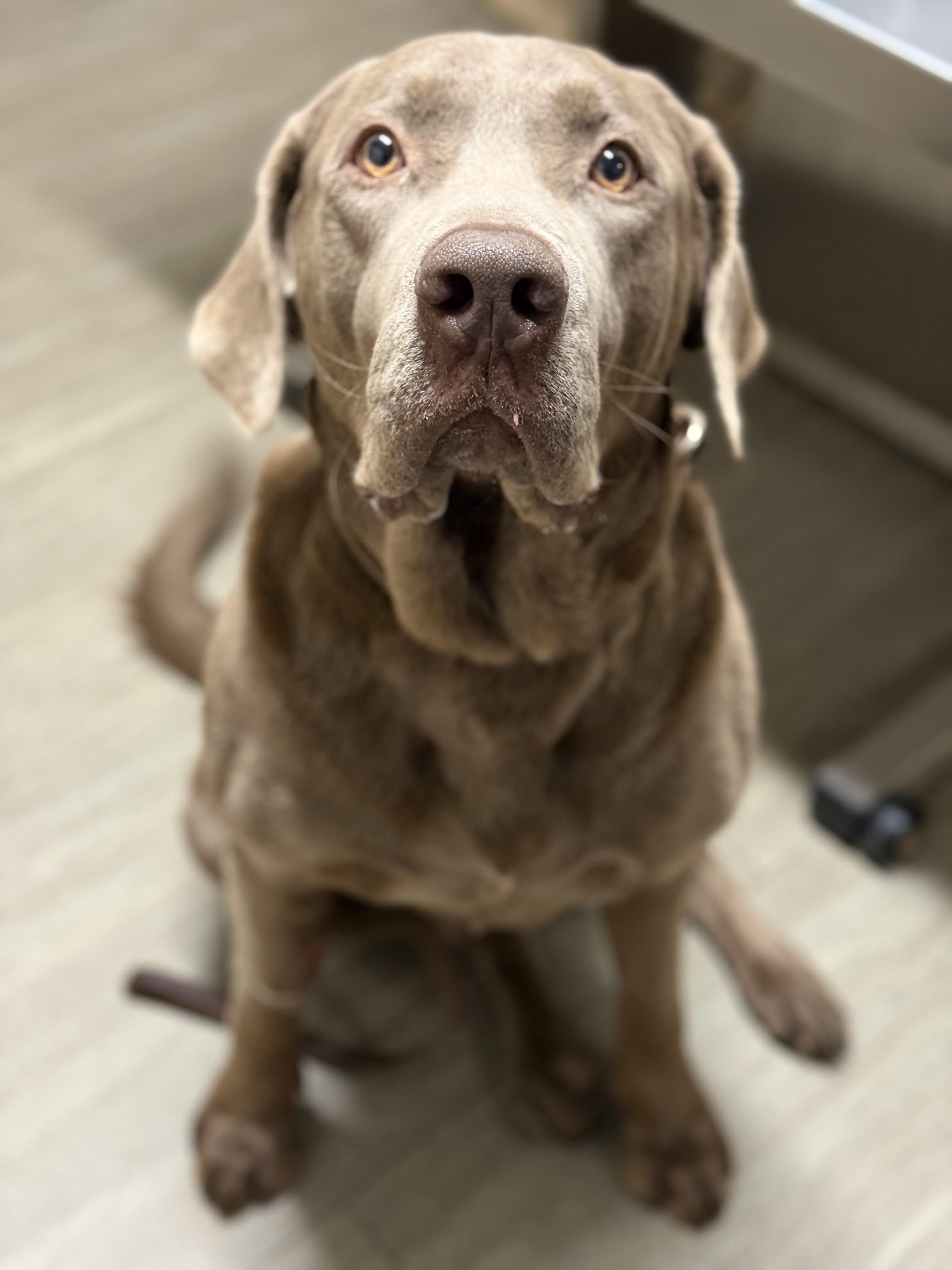 Roscoe , a ADOPTABLE Chocolate Labrador Retriever in Mendham, NJ image 2/5