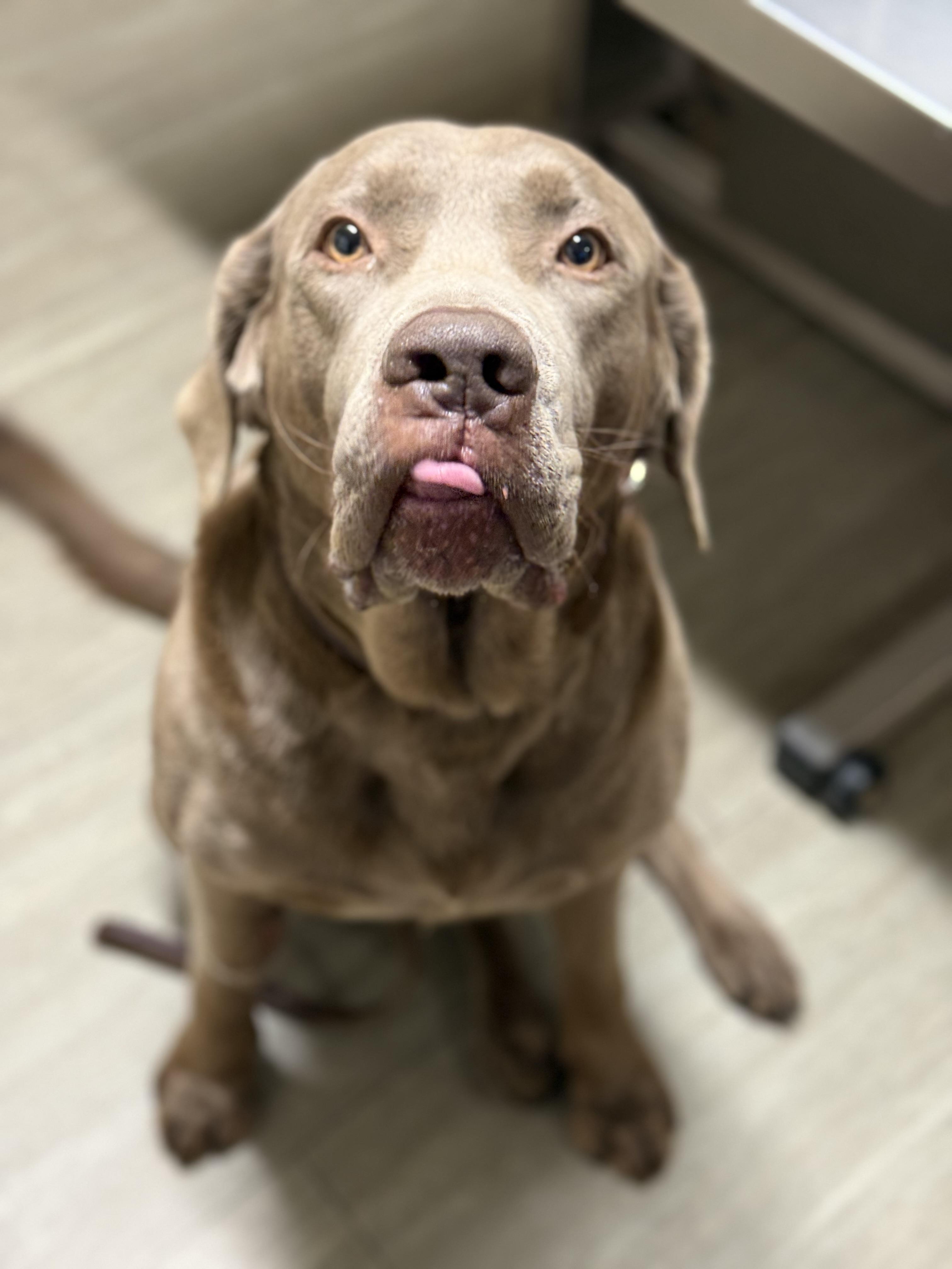 Roscoe , a ADOPTABLE Chocolate Labrador Retriever in Mendham, NJ image 3/5