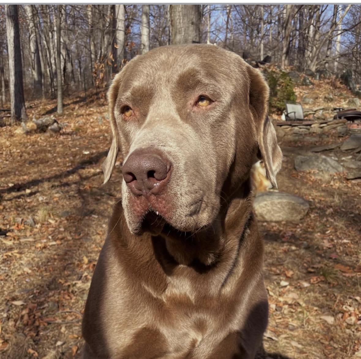Roscoe , a ADOPTABLE Chocolate Labrador Retriever in Mendham, NJ image 4/5
