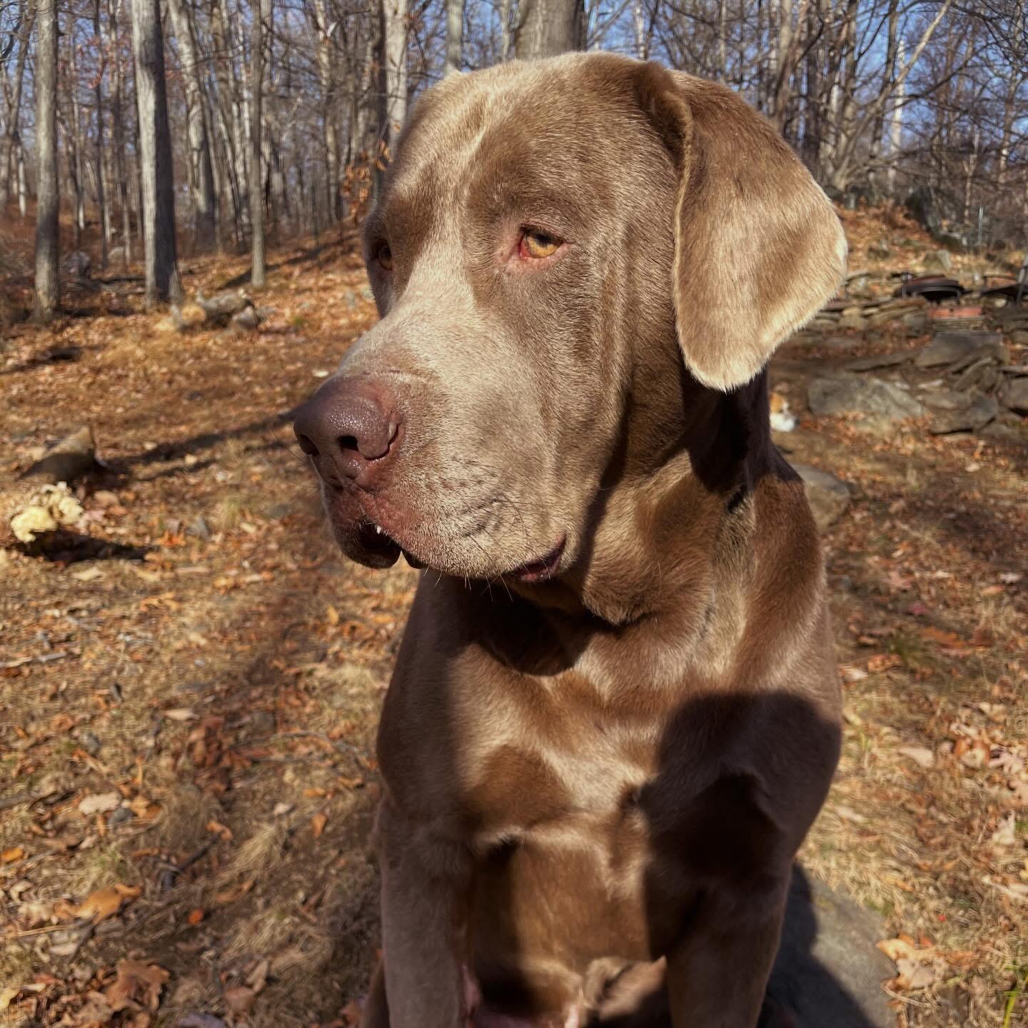 Roscoe , a ADOPTABLE Chocolate Labrador Retriever in Mendham, NJ image 5/5