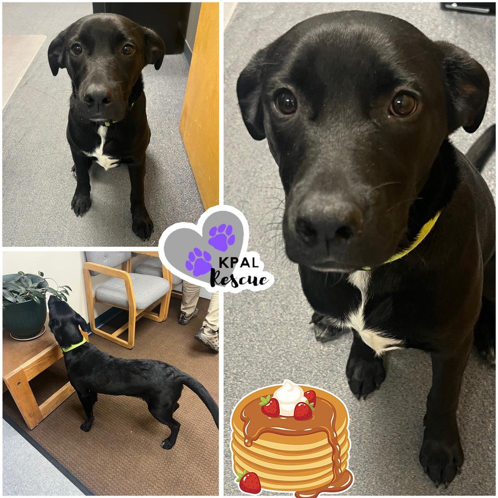 Enlarge Pancake - Breakfast Bites Litter, a Adoptable mixed breed in Kenai, AK image 1/3