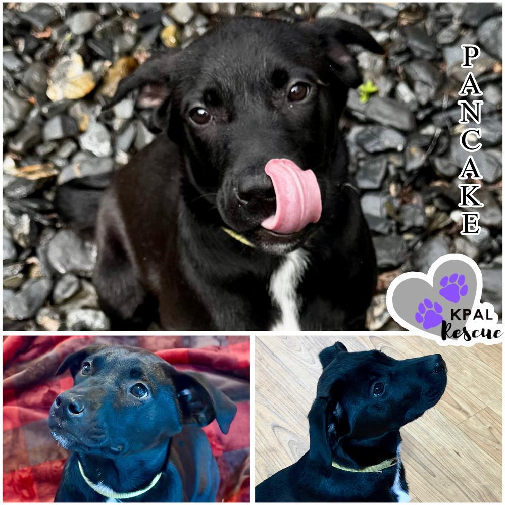 Pancake - Breakfast Bites Litter, Adoptable, Puppy Male Mixed Breed & Mixed Breed.